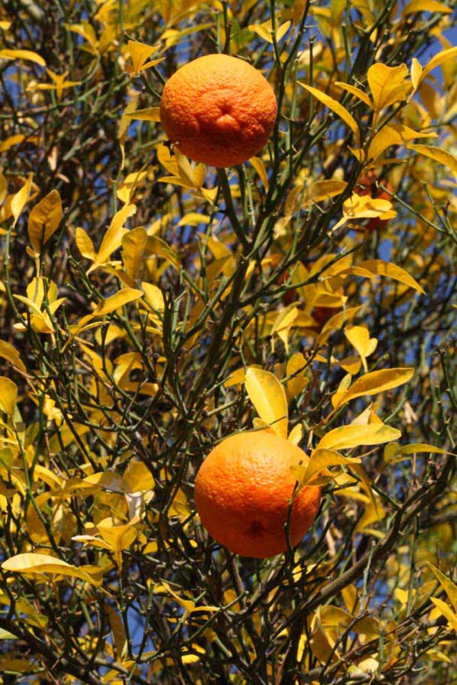            Fruit (Riverside, CA)   